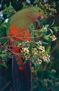king parrot