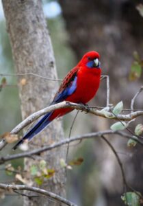 rosella
